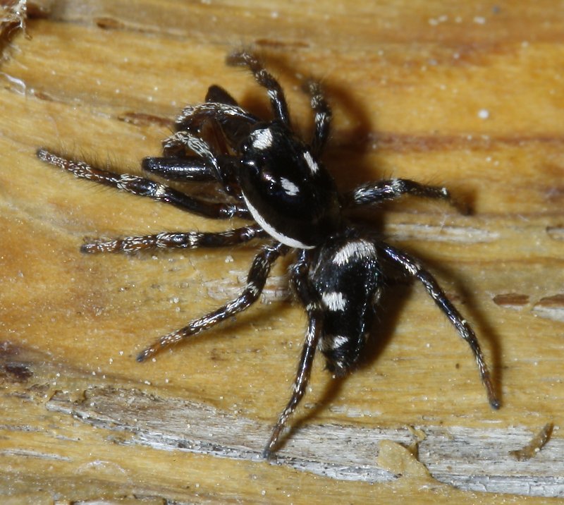salticidae_2853.jpg