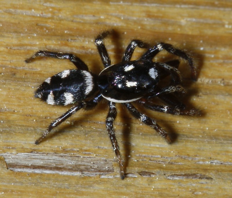 salticidae_2855.jpg