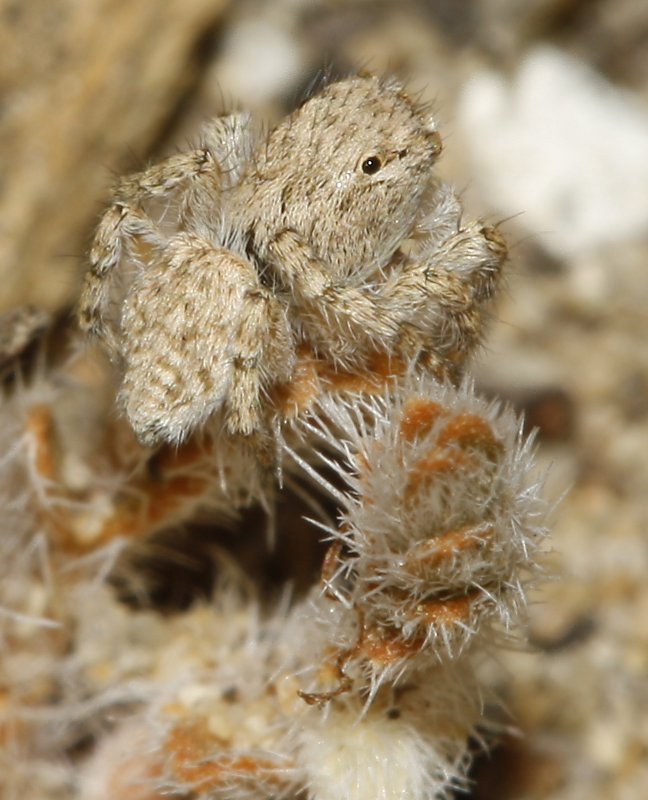 Salticidae_3384.jpg