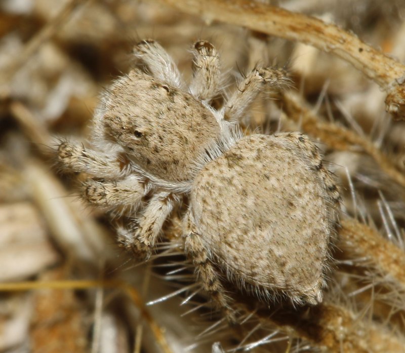 Salticidae_3444.jpg