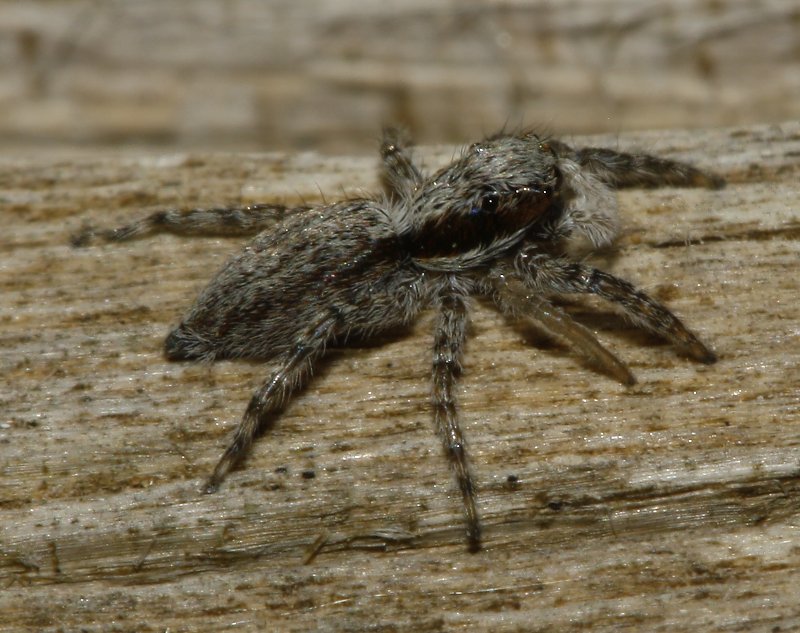 Salticidae_3911.jpg