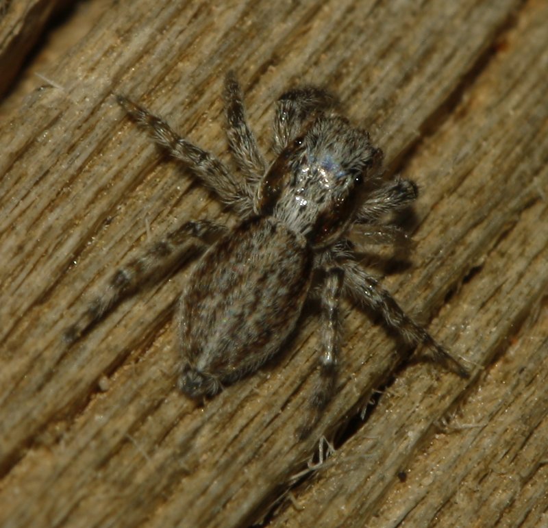 Salticidae_3914.jpg
