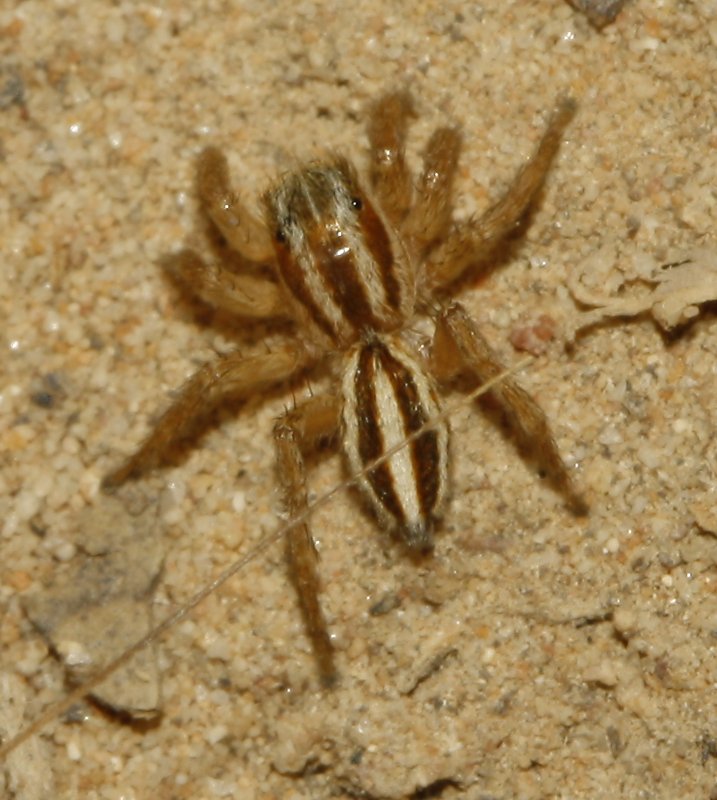 Salticidae_3930.jpg