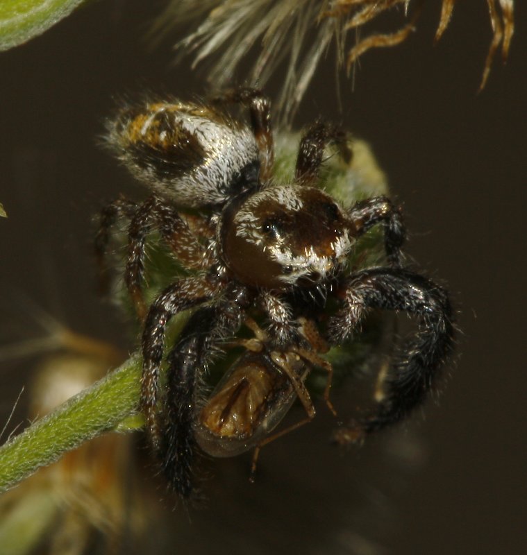 Salticidae_4361.jpg
