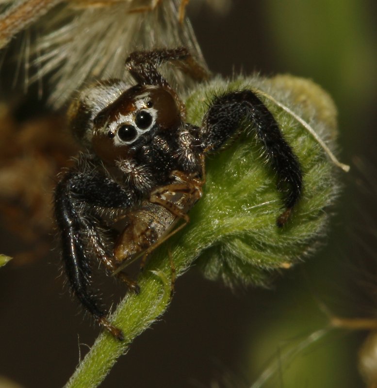 Salticidae_4362.jpg