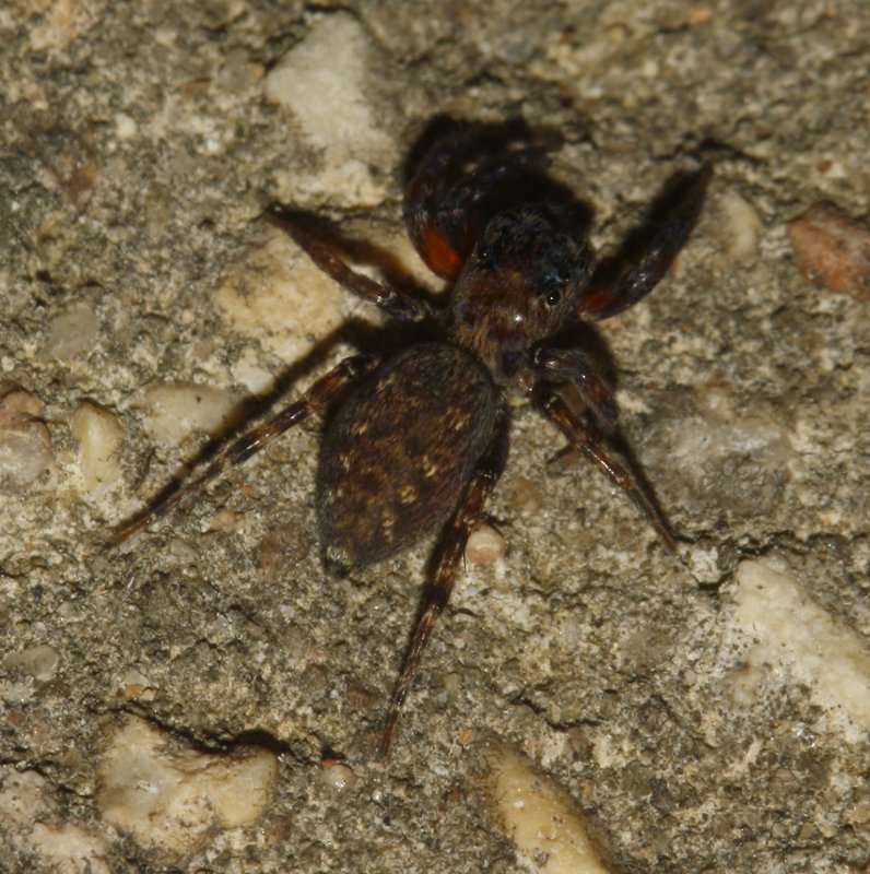 Salticidae_4538.jpg