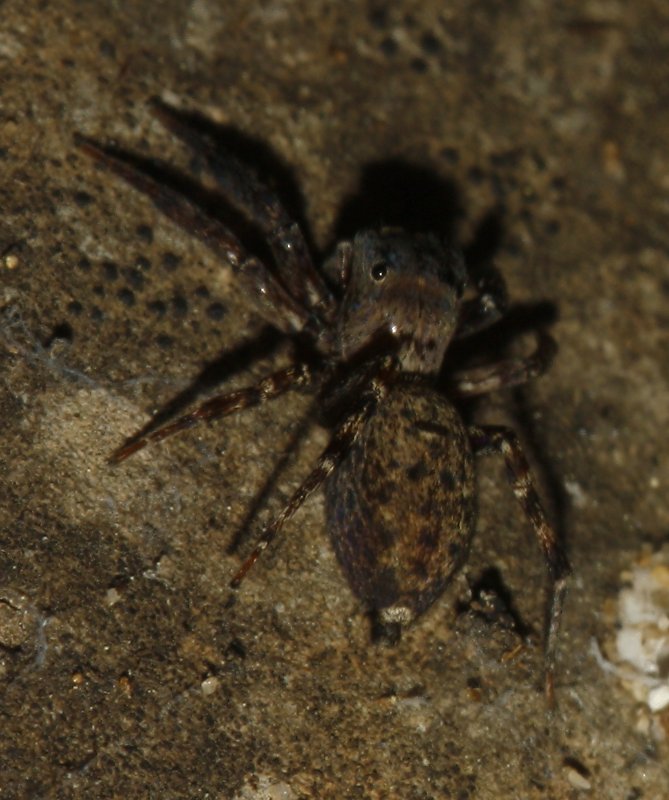 Salticidae_4542.jpg