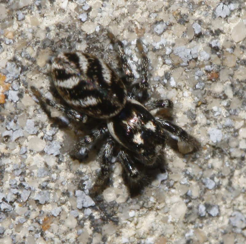 Salticidae_5098.jpg