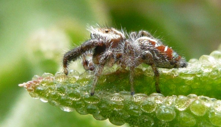 salticidae_p1110499.jpg