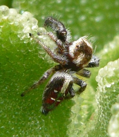 salticidae_p1110500.jpg