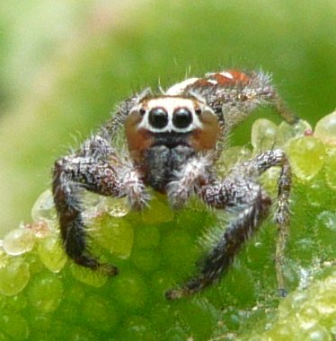 salticidae_p1110506.jpg