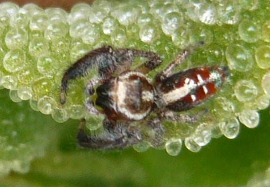 salticidae_p1110509.jpg