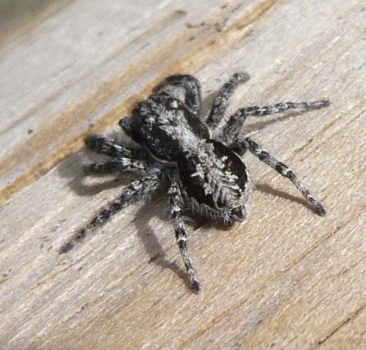 salticidae_p1110513.jpg