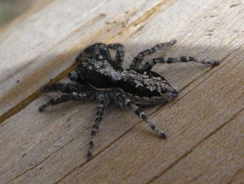 salticidae_p1110514.jpg