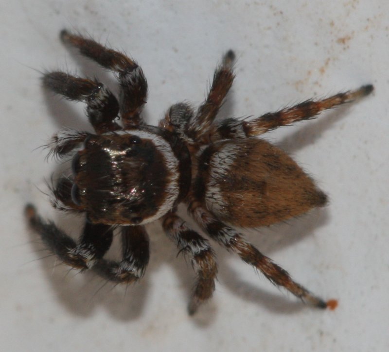 salticidaegj.jpg
