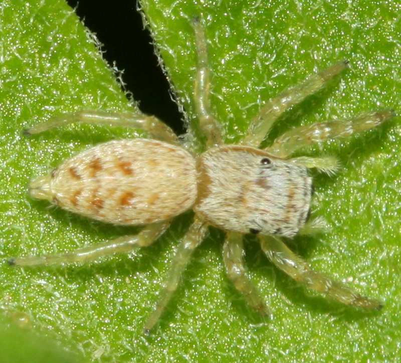 salticidaehoag.jpg