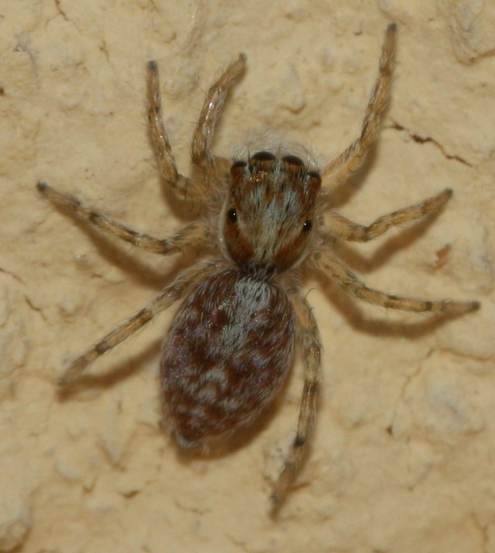 salticidaehoju.jpg