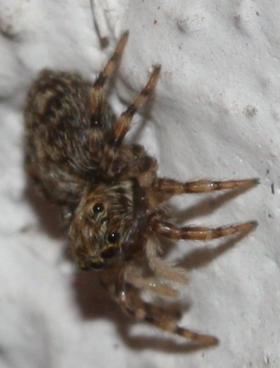 Salticidaeju.jpg
