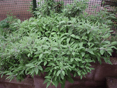 salvia%2017-04.JPG