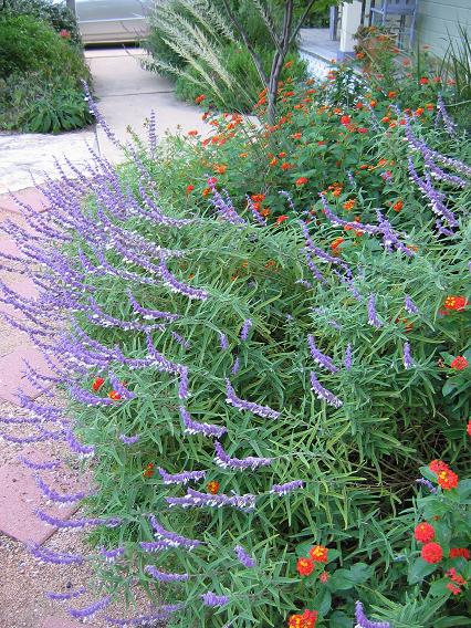 Salvia%20leucantha%20&%20lantana.JPG
