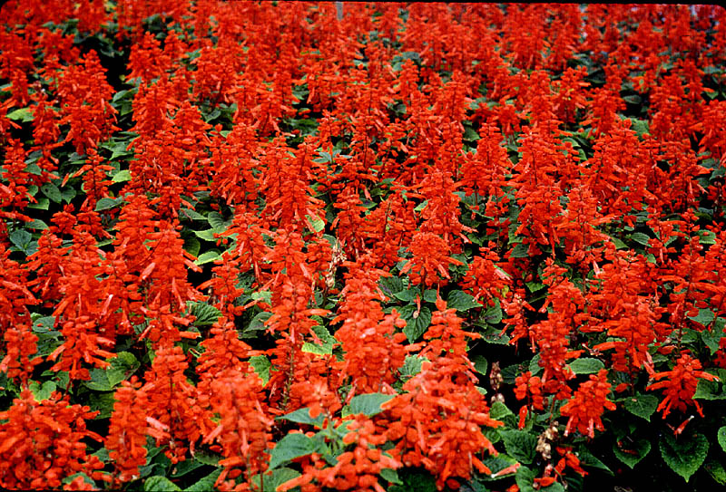 SALVIA%20SCARLET%20SAGE.jpg