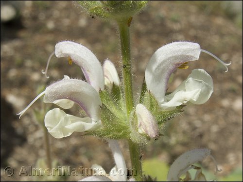 salvia-argentea.jpg