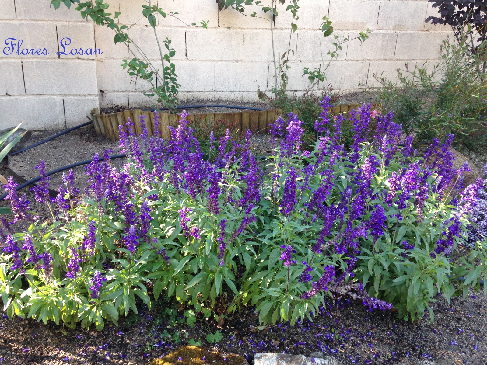Salvia-despues.jpg