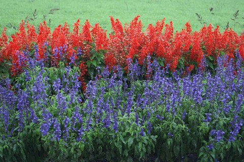 salvia-houseplant-by-kanonn-thumb-480x319-13115.jpg