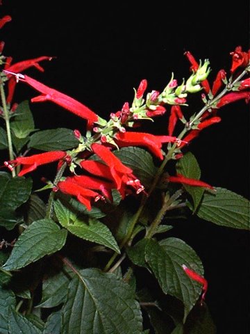 salvia.jpg