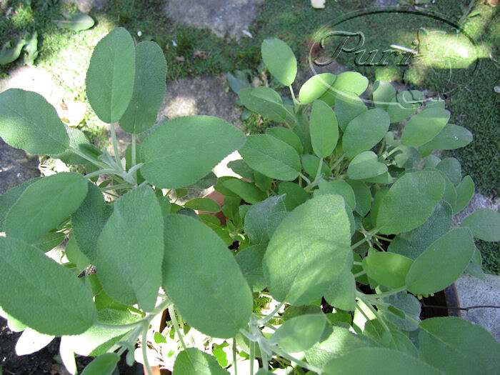 SALVIA.jpg