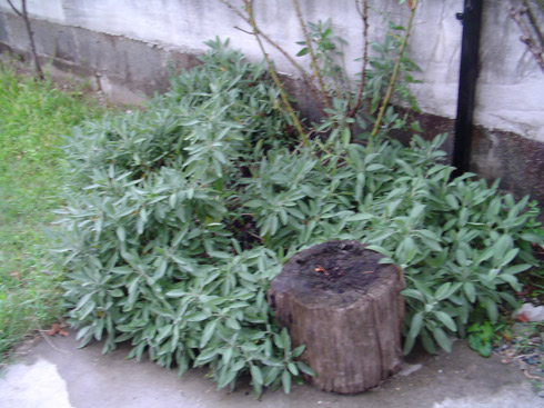 salvia.jpg