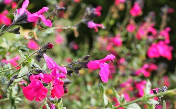 salvia.jpg