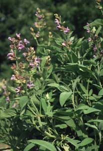 salvia-officinalis.jpg