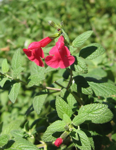 Salvia+roja+16+re.jpg
