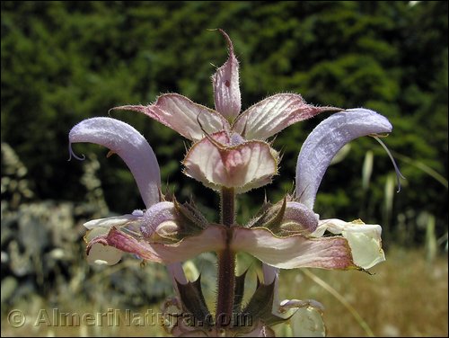 salvia-sclarea.jpg