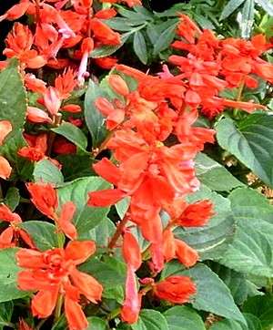 salvia-splendens-scarlet-king.jpg