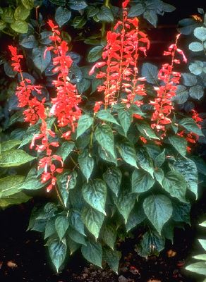 salvia2.jpg