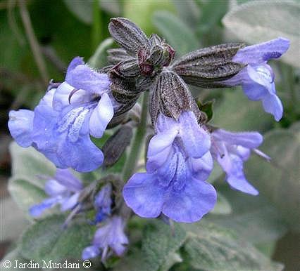 salvia3.jpg