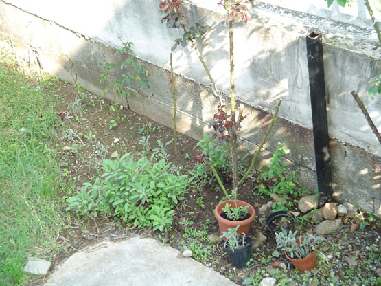 salvia_23_9_05.jpg