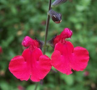 Salvia_coccinea,I_MST3872.jpg