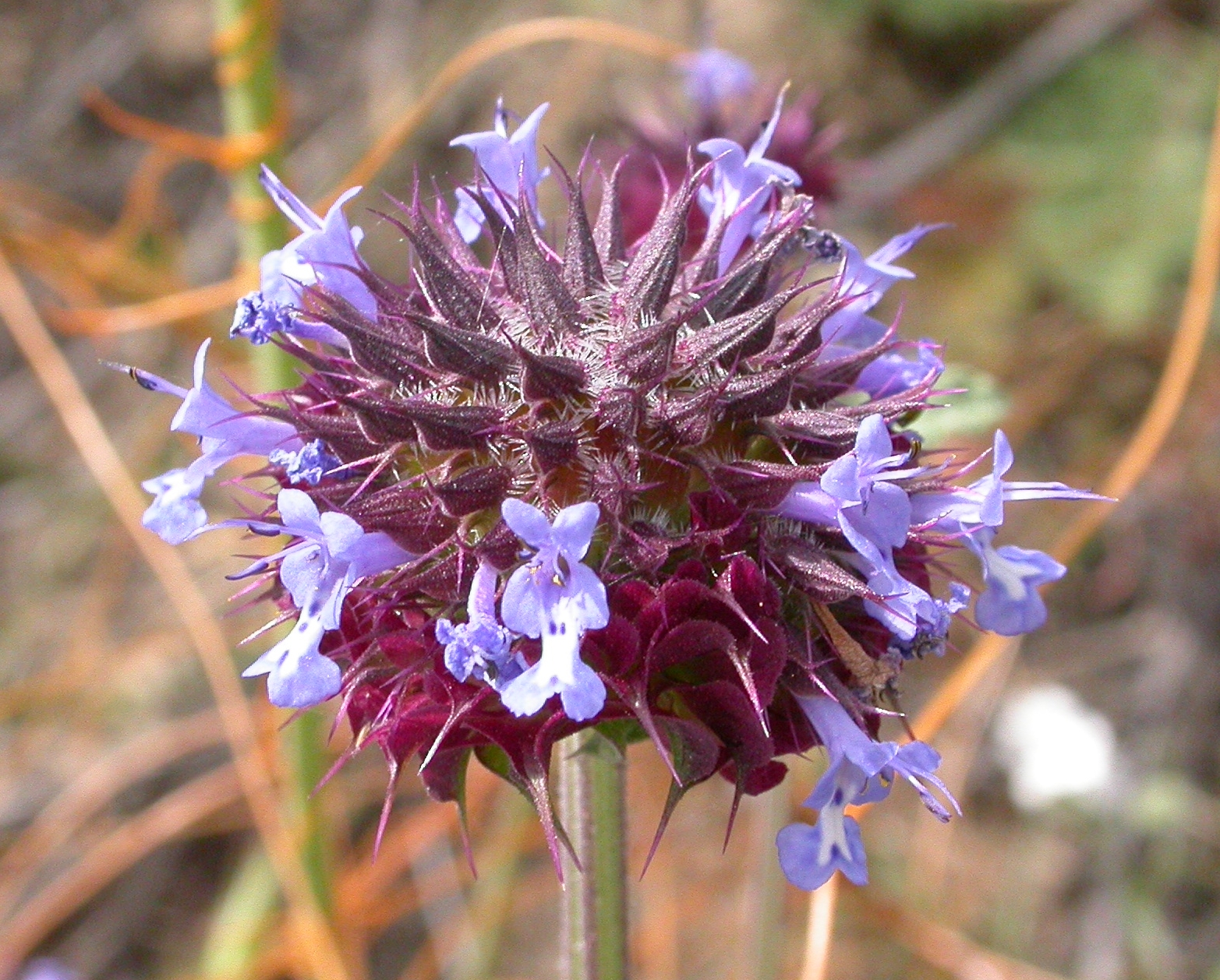 Salvia_columbariae_2003-04-11.jpg