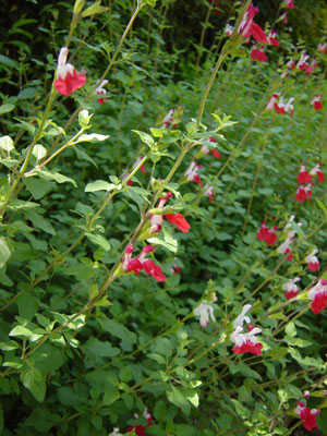 Salvia_Hotlips300.jpg