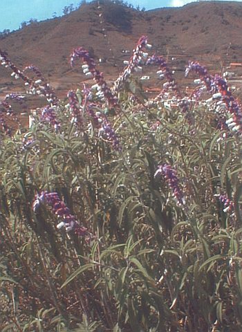 salvia_leucantha.jpg