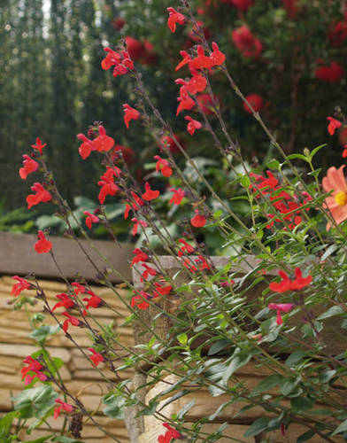 SALVIA_MICROPHYLLA_ROYAL_BUMBLE.jpg