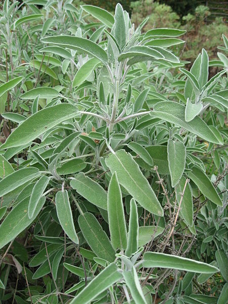 Salvia_officinalis_02_by_Line1.jpg