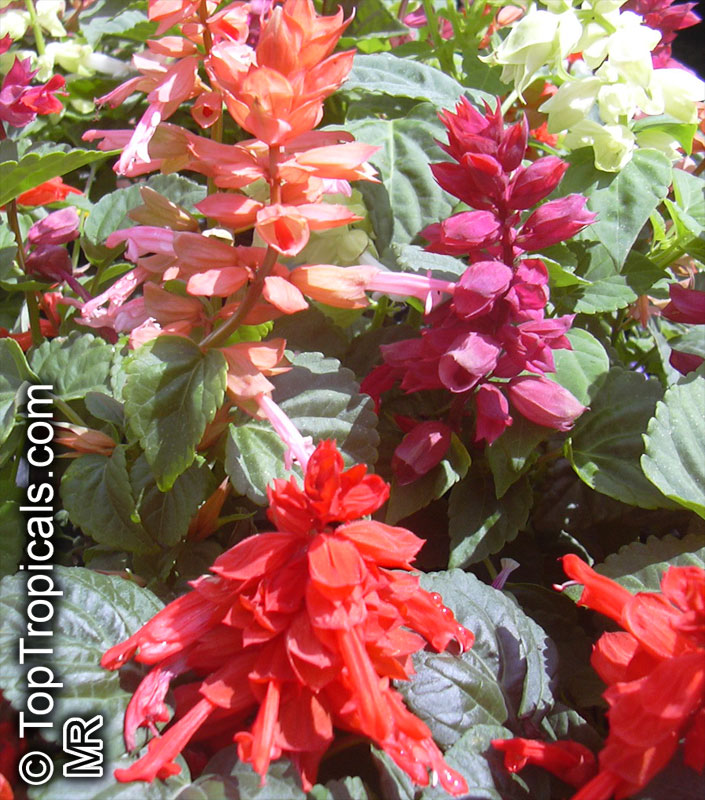 salvia_splendens044.jpg