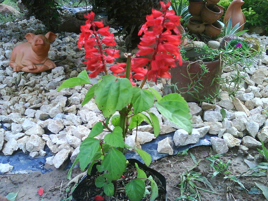 salvia_splendens_by_cerezoinwonderland-d47pn2j.jpg