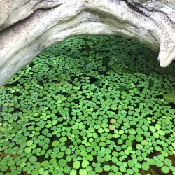 salvinia-natans.jpg