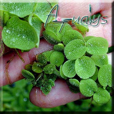 Salvinia_natans-w.jpg