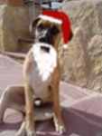 Sam%20Papa%20Noel%20con%20barba.jpg